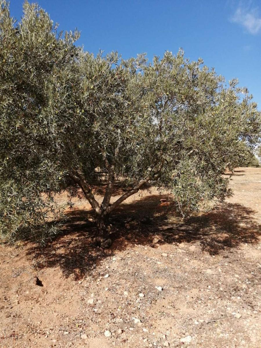 Finca en Venta en Sierra de Yeguas