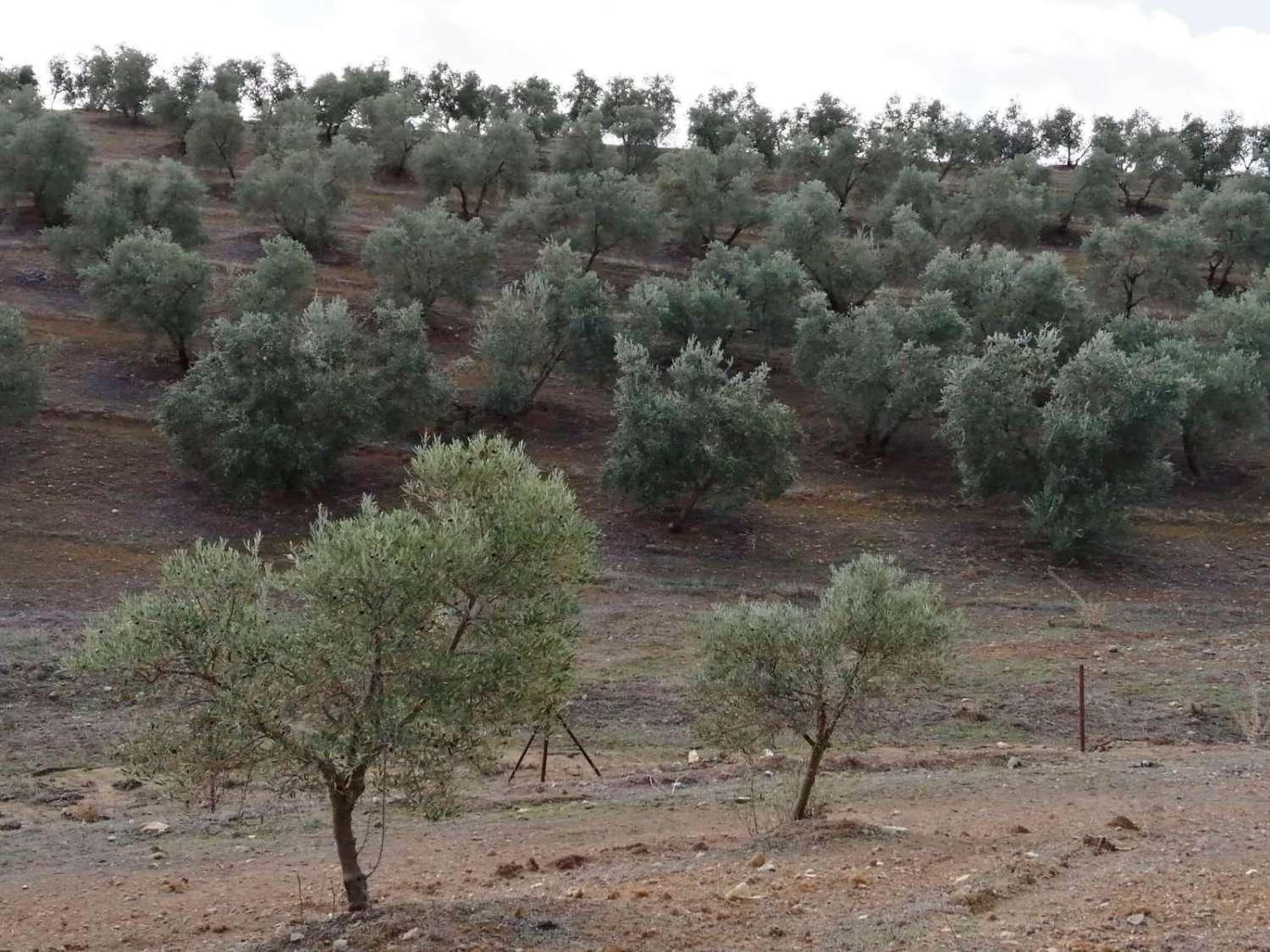 Finca en Venta en Sierra de Yeguas