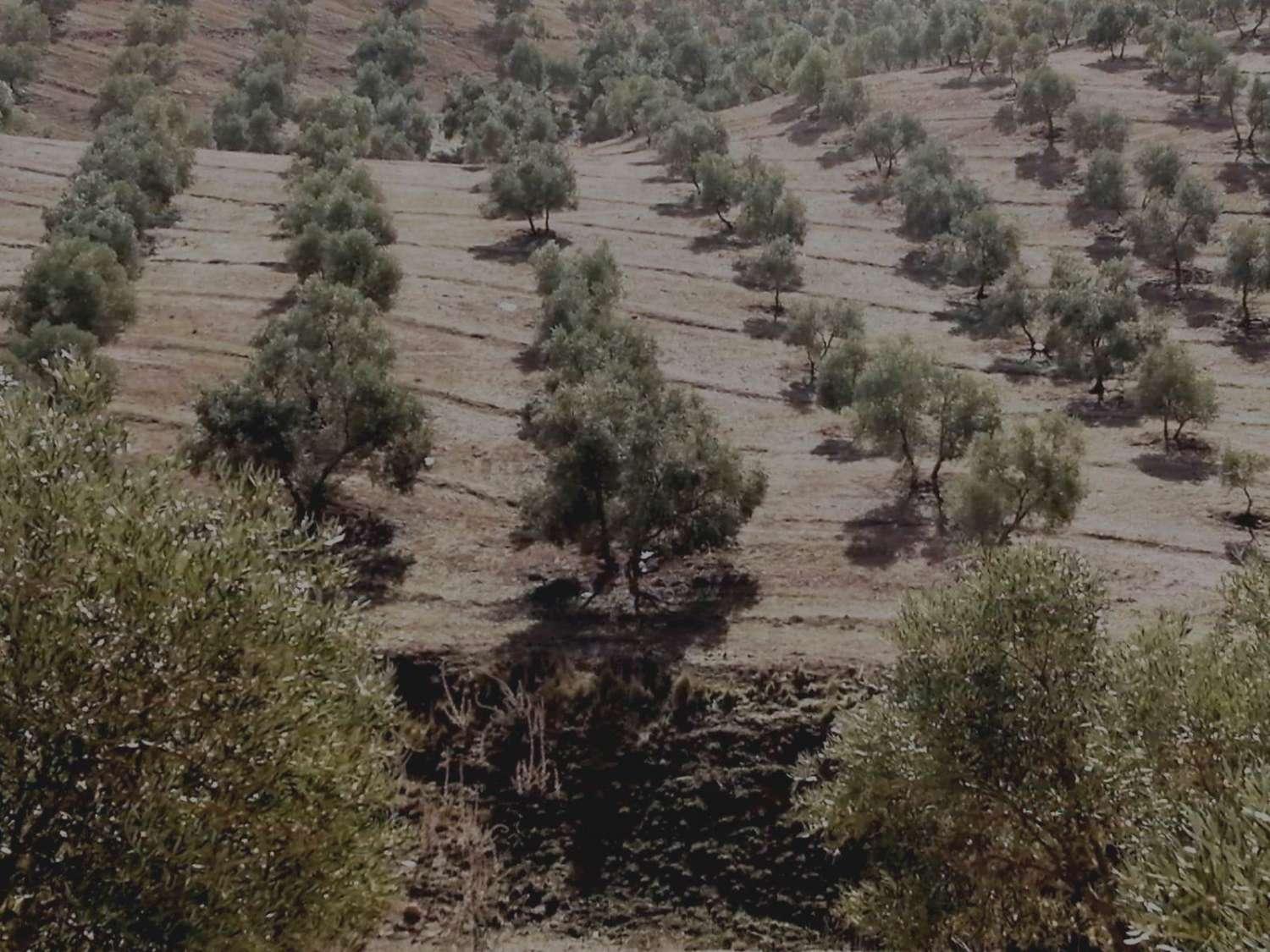 Finca en Venta en Sierra de Yeguas