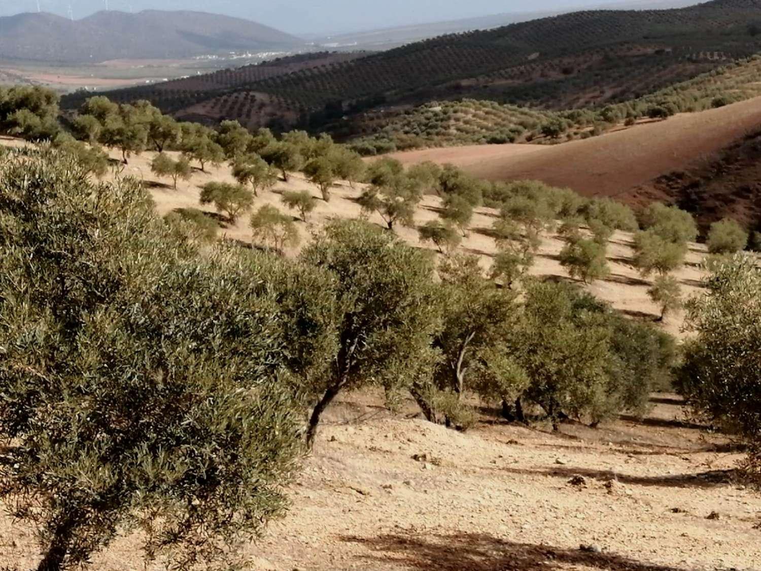 Finca en Venta en Sierra de Yeguas