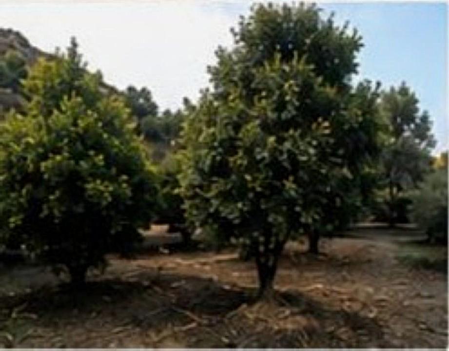 Plot for Rent in Alhaurín de la Torre