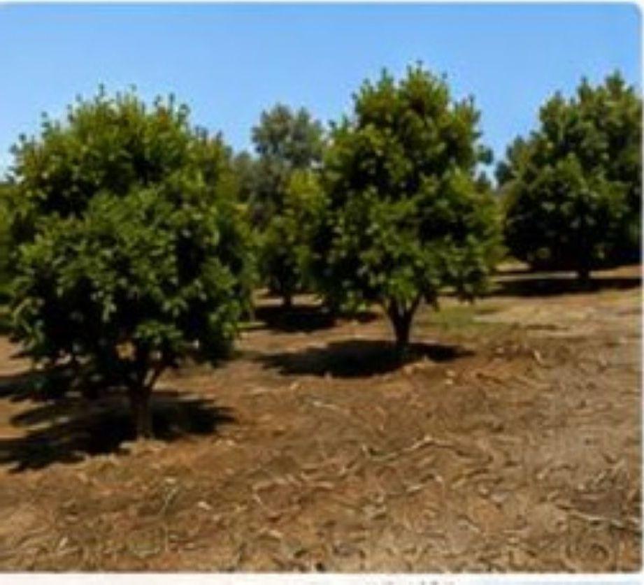 Plot for Rent in Alhaurín de la Torre