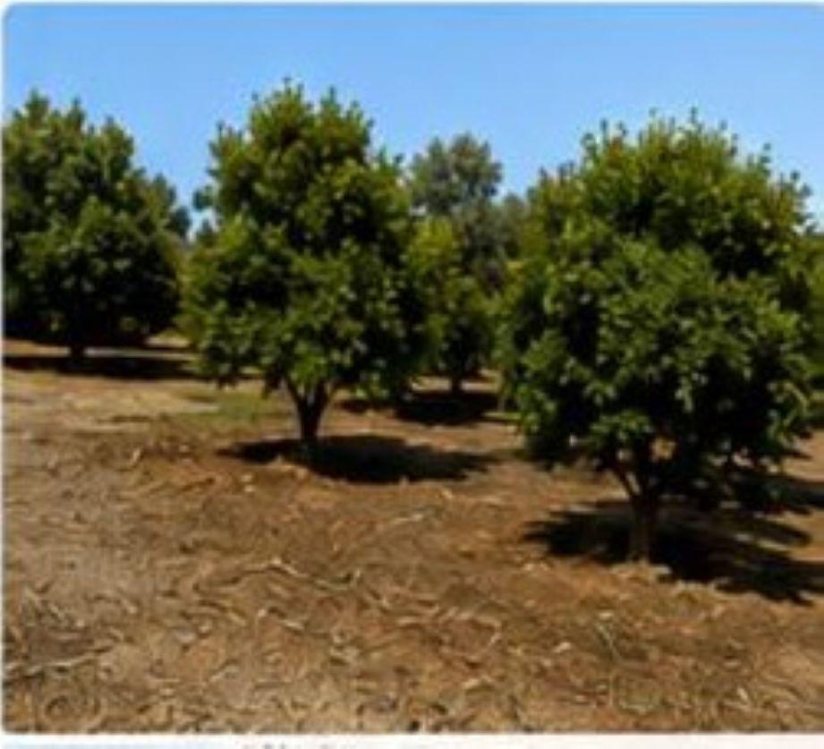 Plot for Rent in Alhaurín de la Torre