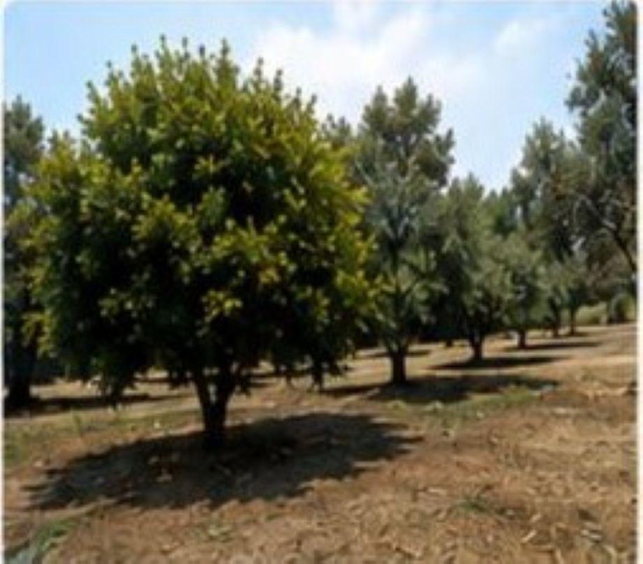 Plot for Rent in Alhaurín de la Torre