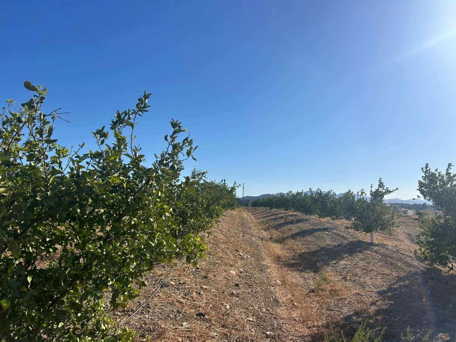 Plot for Sale in Cártama