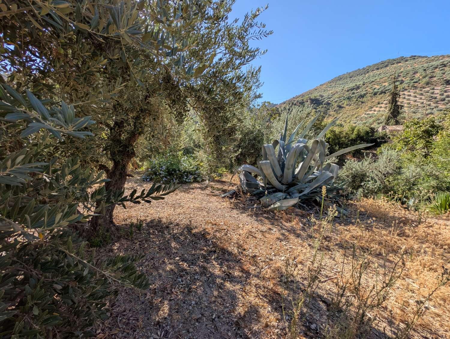 House for Sale in Algarinejo