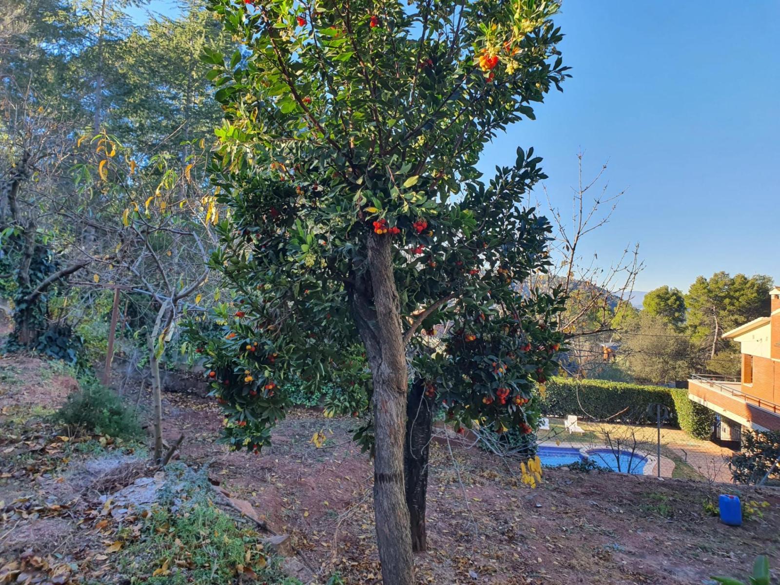Parcela en Venta en Castellví de Rosanes