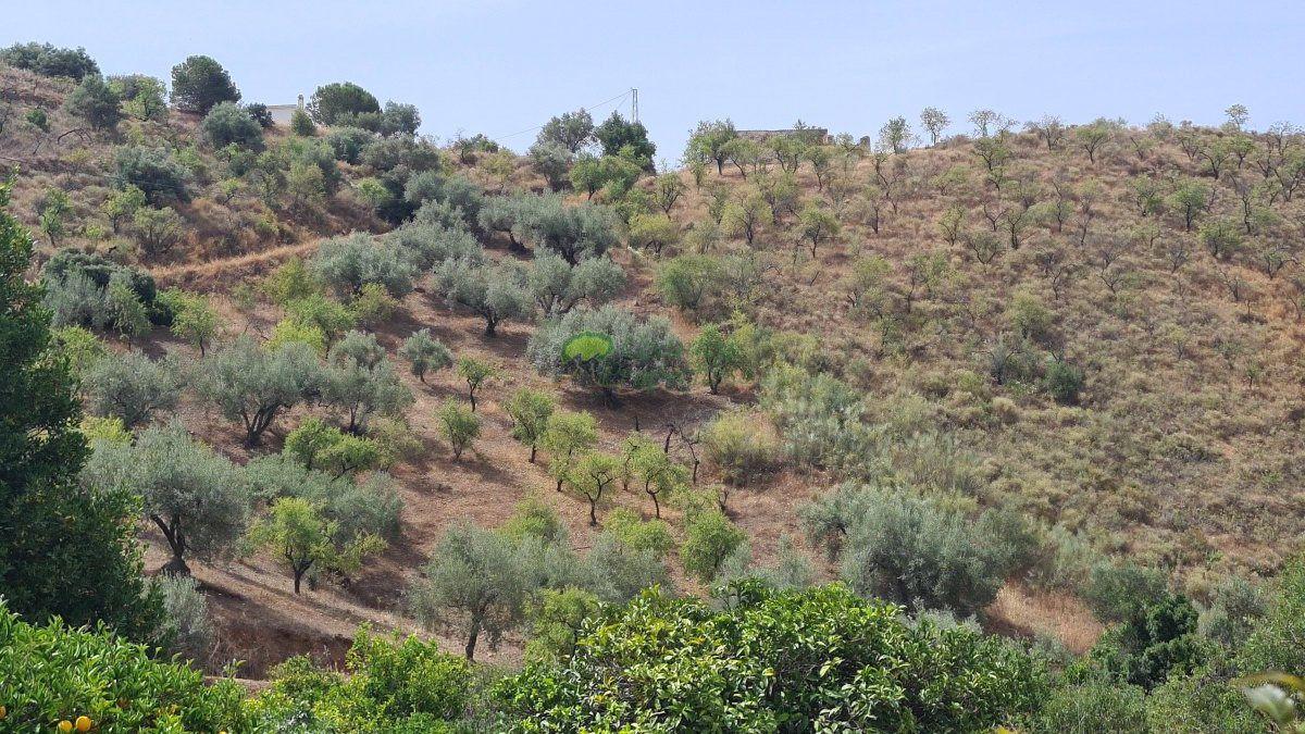 House for Sale in Sedella