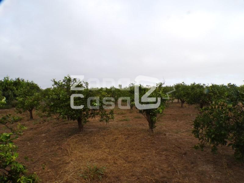 Finca en Venta en Albalat de la Ribera