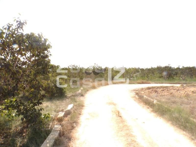 Country Property for Sale in Carcaixent