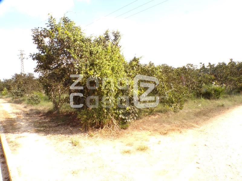 Country Property for Sale in Carcaixent
