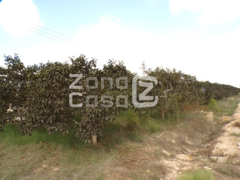 Country Property for Sale in Carcaixent