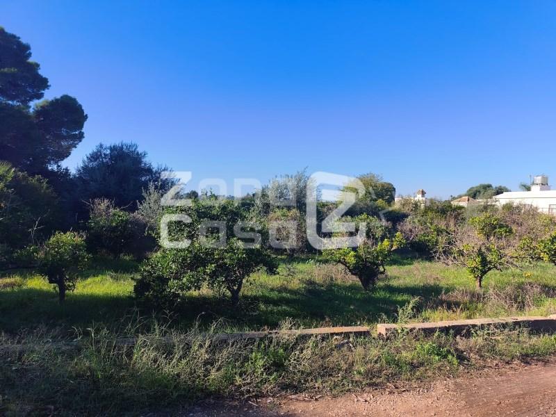 Finca en Venta en Alzira
