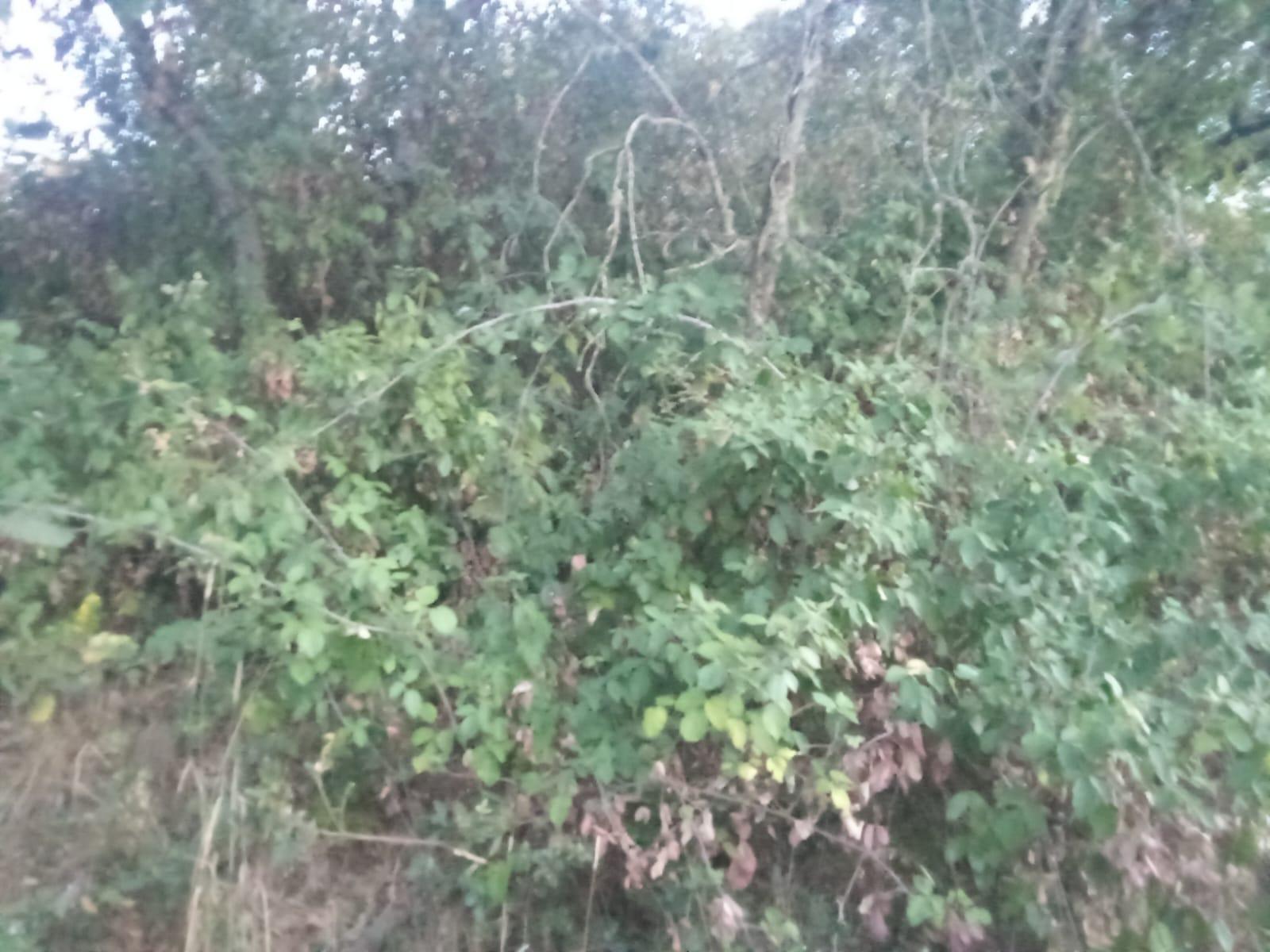 Plot for Sale in Ponferrada