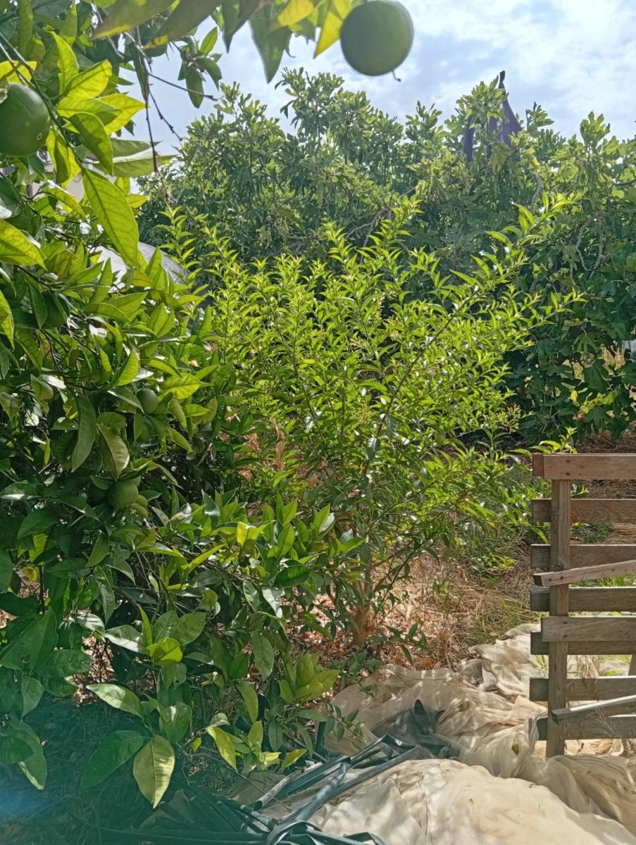 Chalet en Venta en Ayamonte
