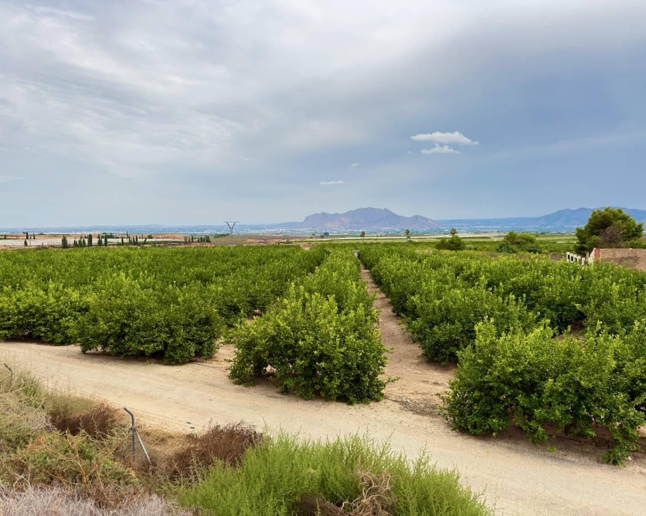 Finca en Venta en Orihuela
