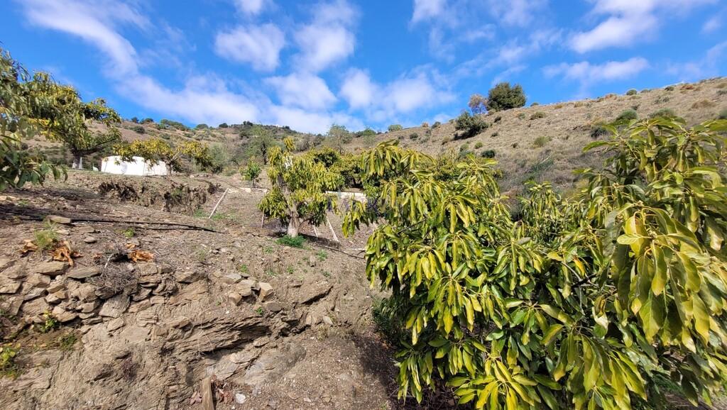 Finca en Venta en Cómpeta