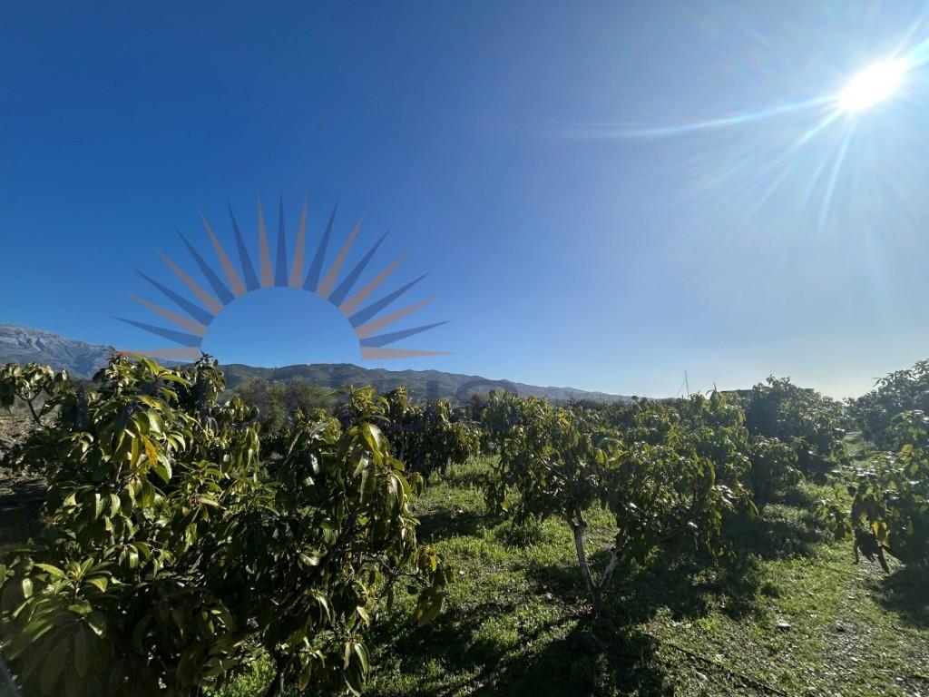 Premise for Sale in Vélez-Málaga