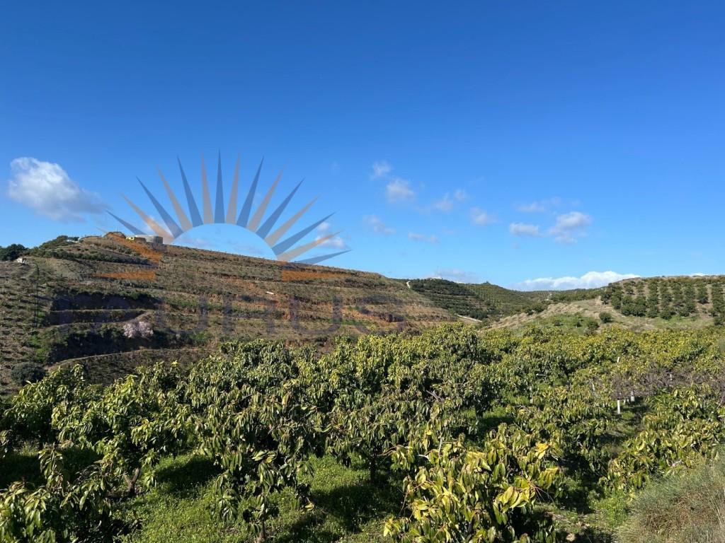 Premise for Sale in Vélez-Málaga