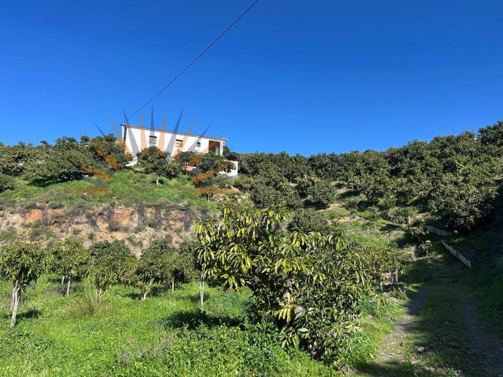 Premise for Sale in Vélez-Málaga