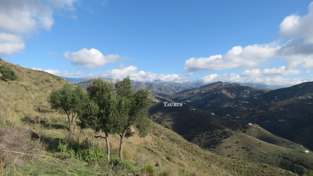 Plot for Sale in Sayalonga