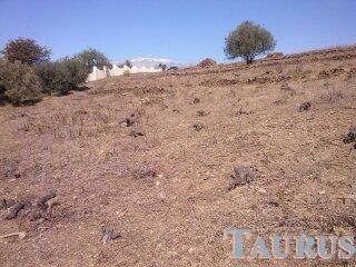 Plot for Sale in Sayalonga