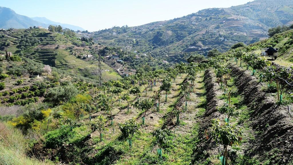 Country Property for Sale in Cómpeta