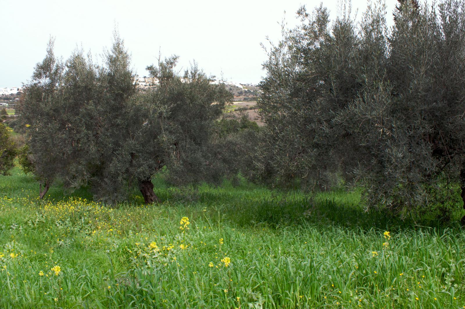 Finca en Venta en Coín