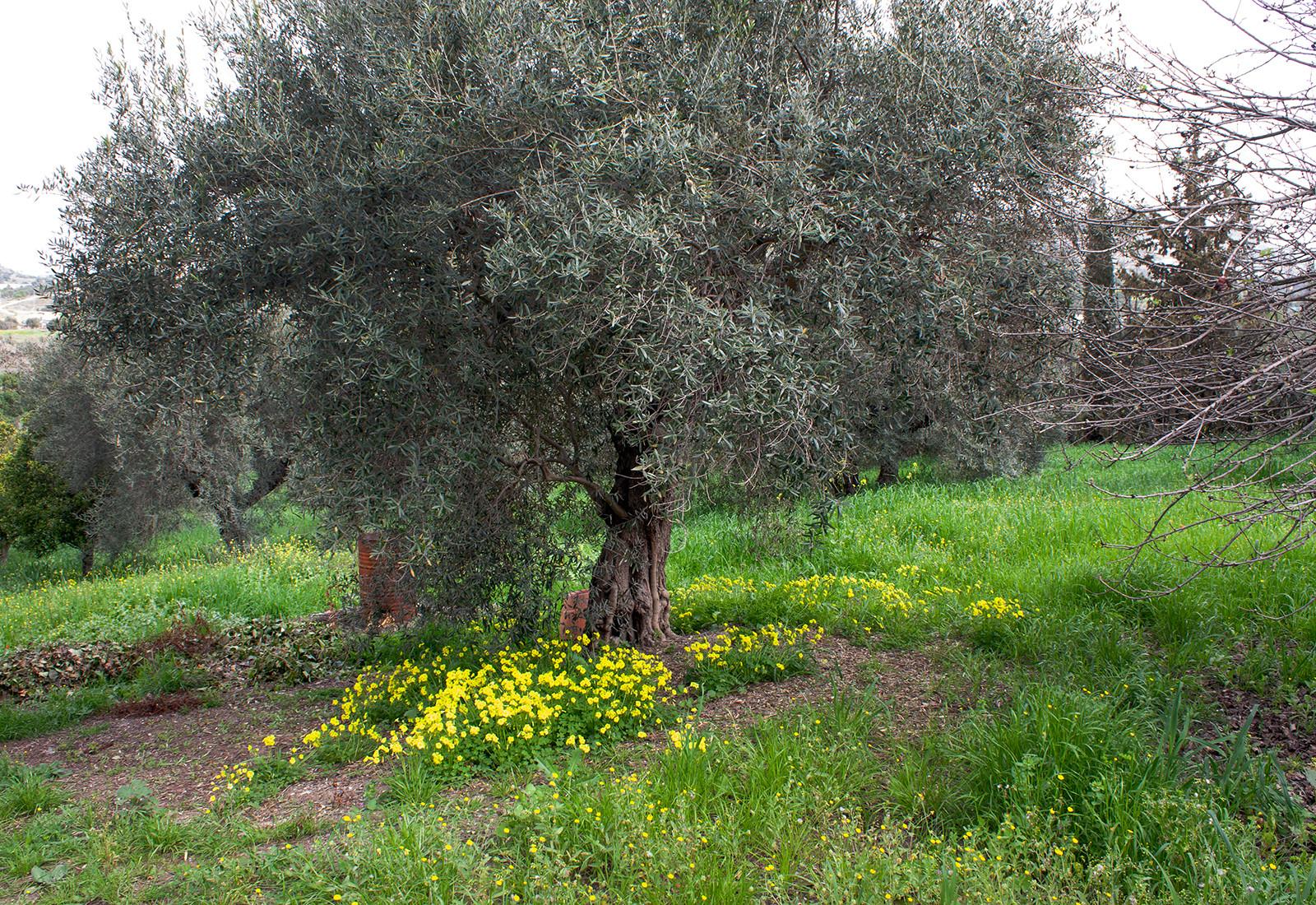 Finca en Venta en Coín