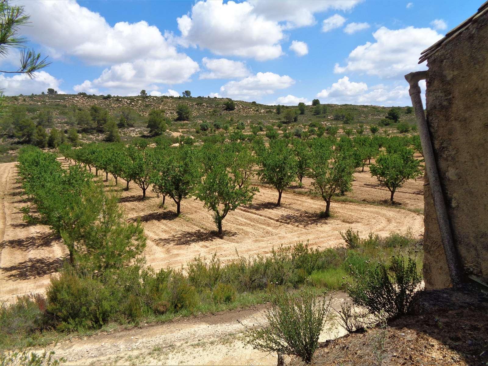 Finca en Venta en Maella