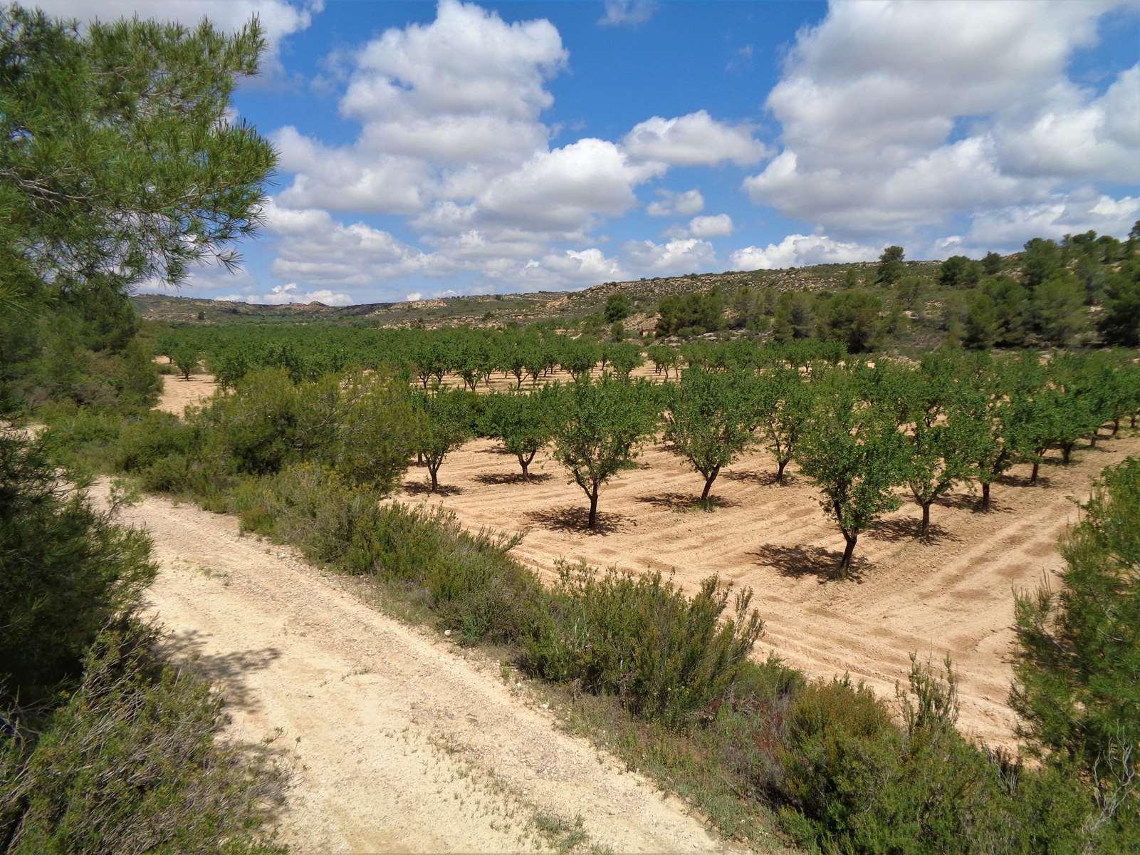 Finca en Venta en Maella