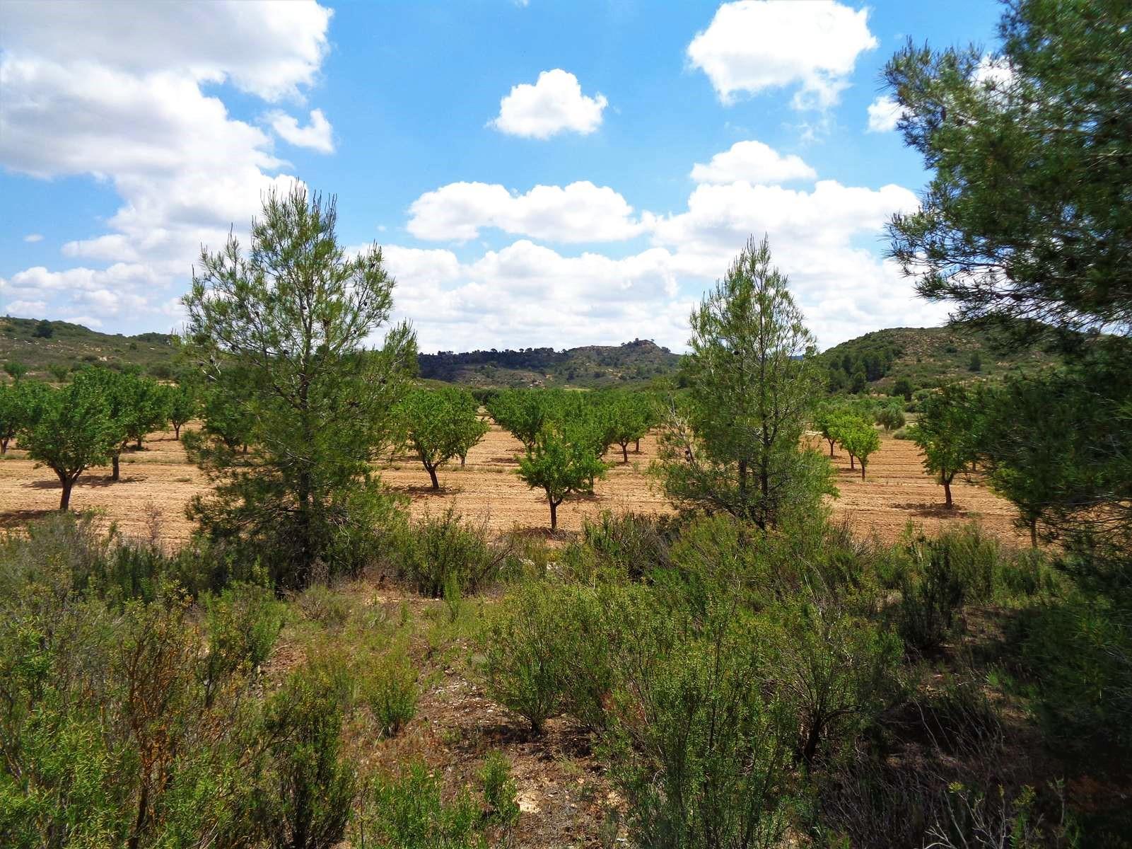 Finca en Venta en Maella