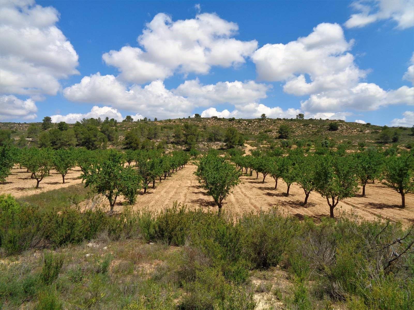 Finca en Venta en Maella