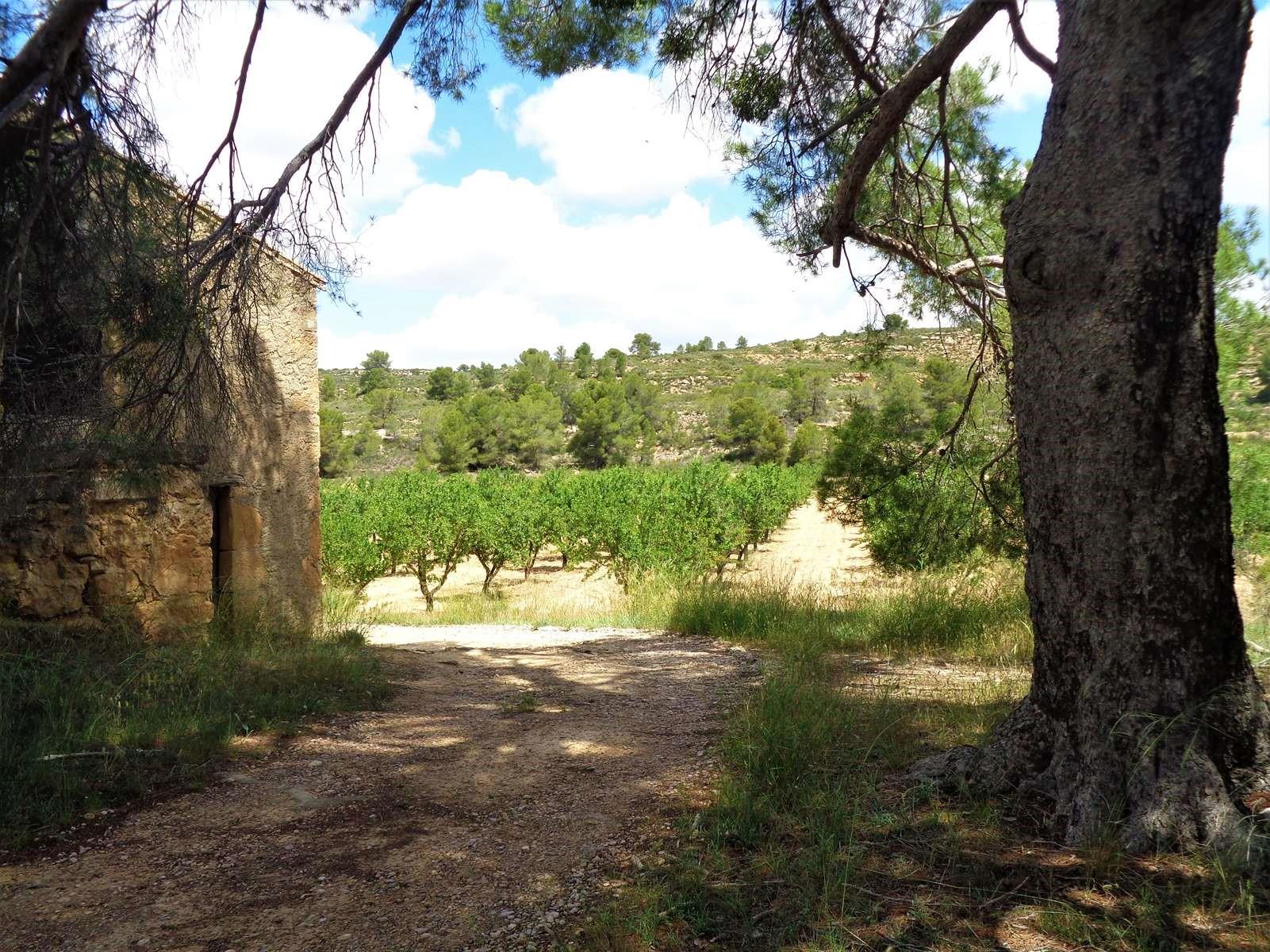 Finca en Venta en Maella