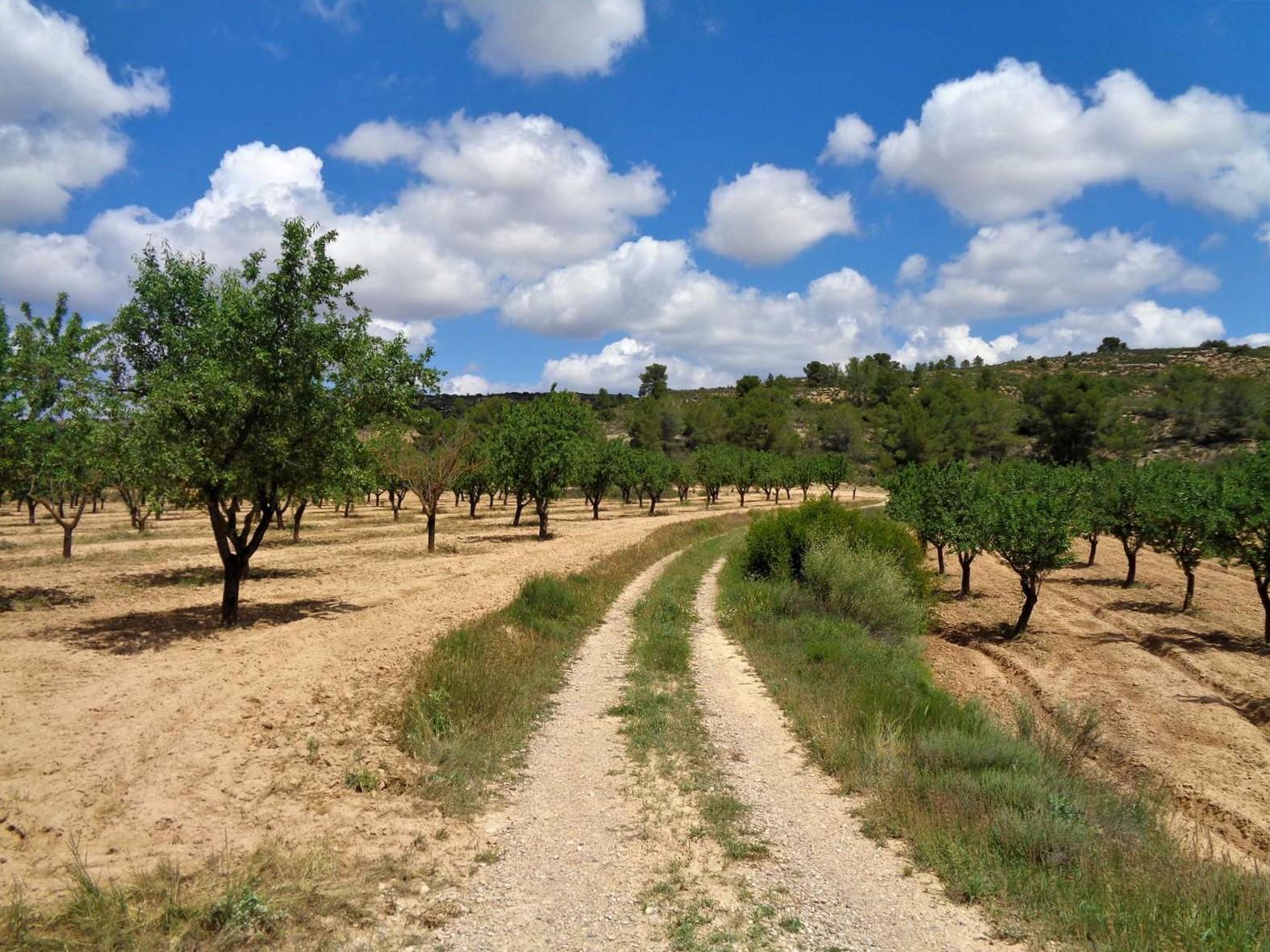 Finca en Venta en Maella