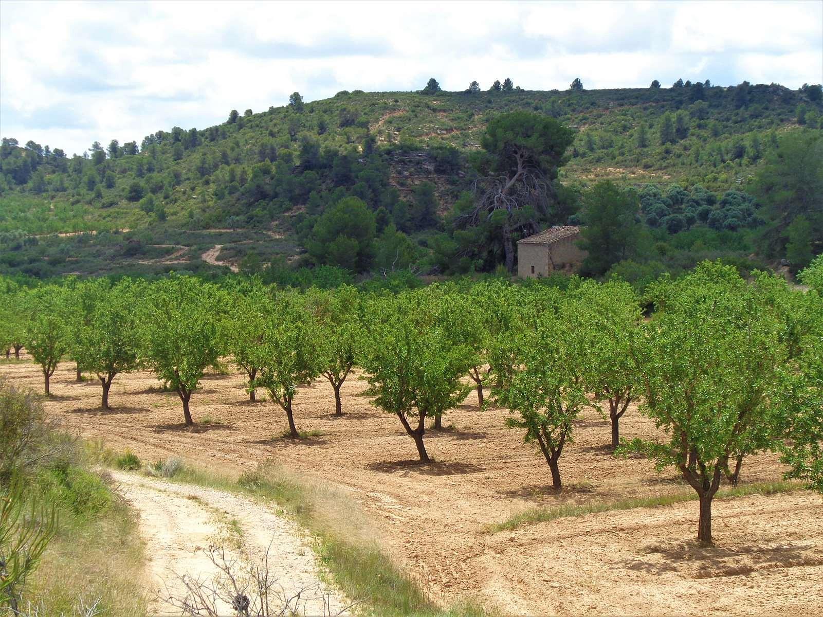 Finca en Venta en Maella