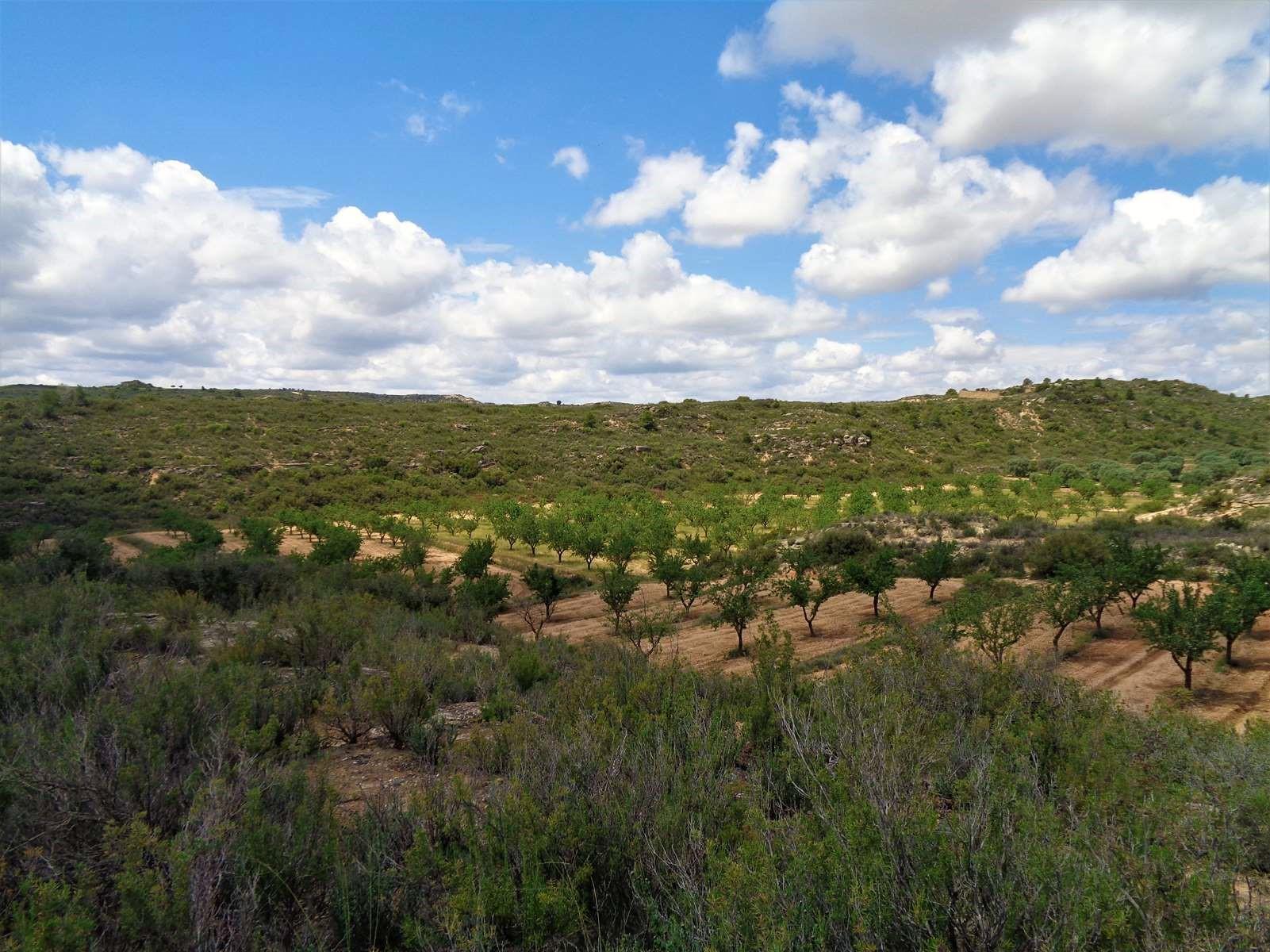 Finca en Venta en Maella