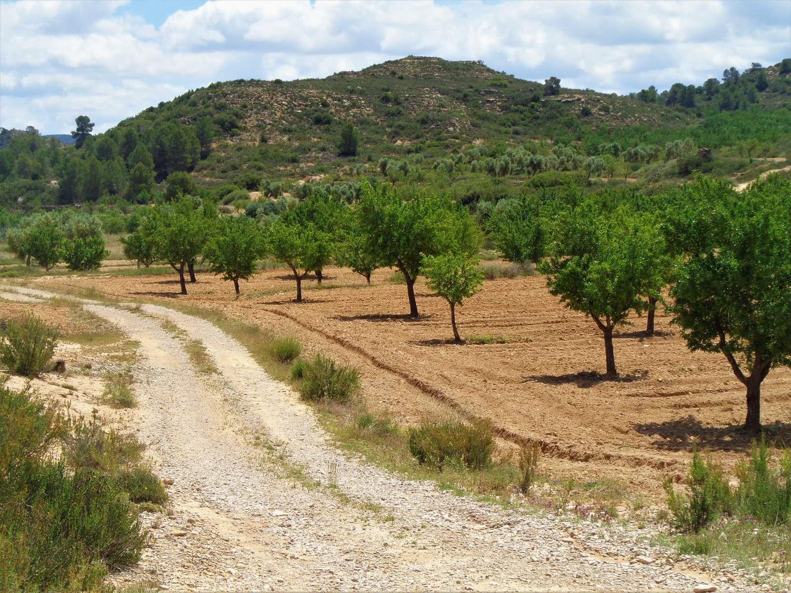 Finca en Venta en Maella
