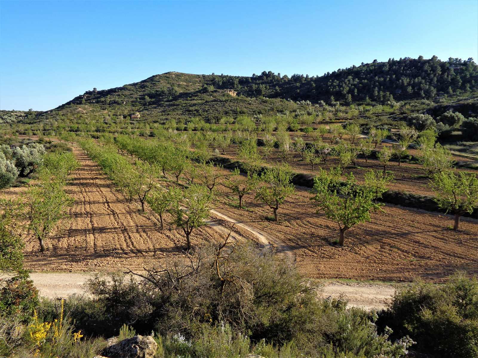 Finca en Venta en Maella