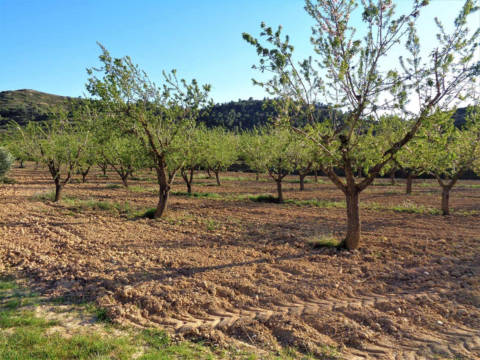Finca en Venta en Maella
