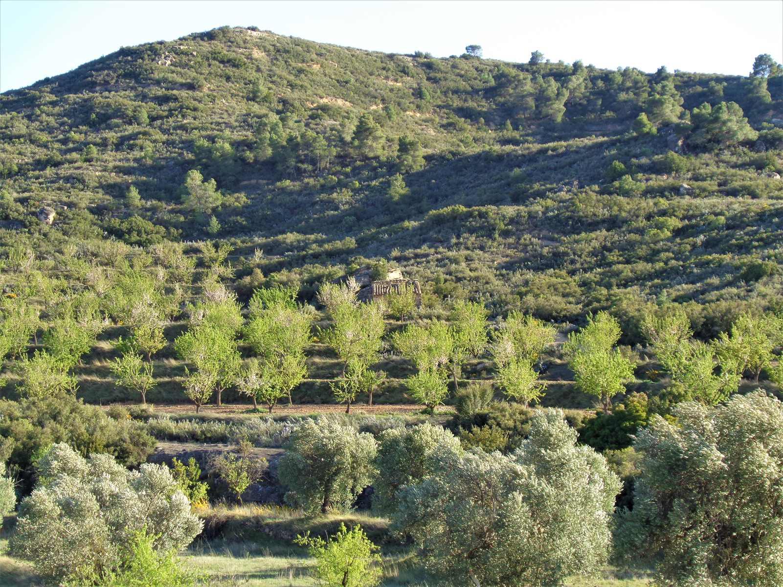 Finca en Venta en Maella