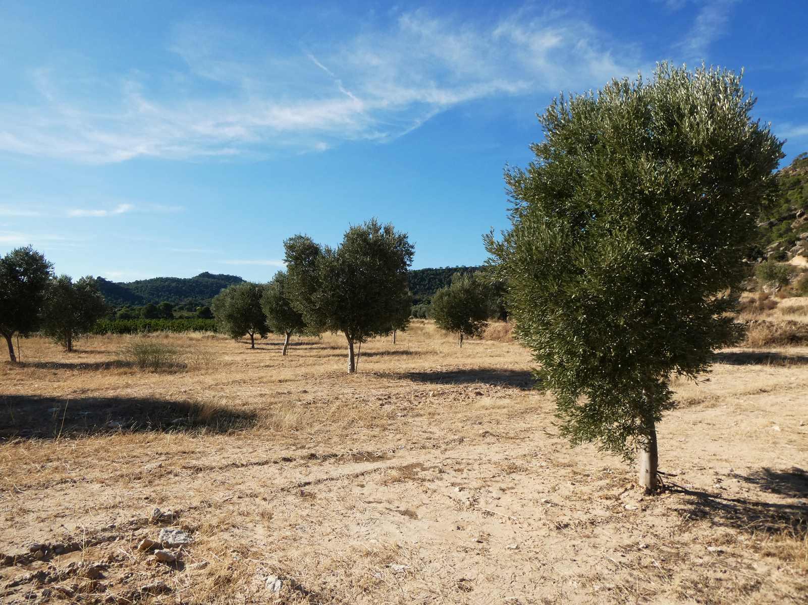 Finca en Venta en Maella