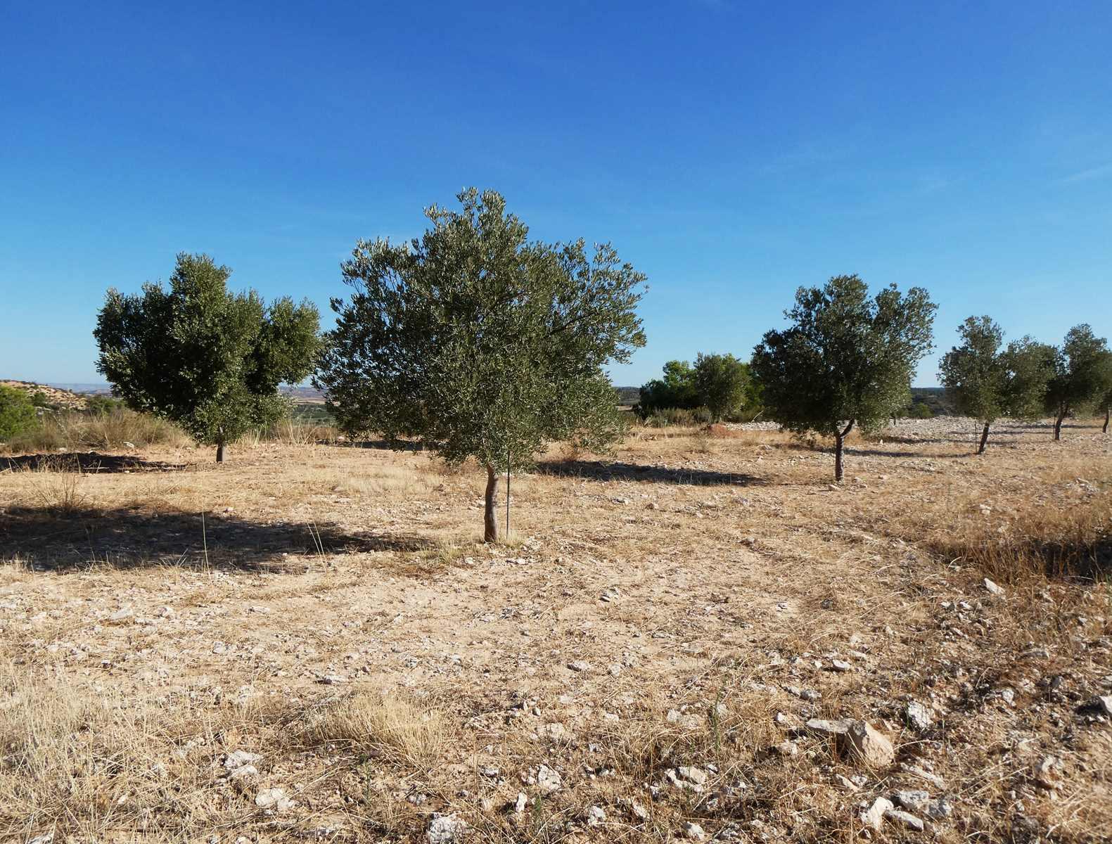 Finca en Venta en Maella