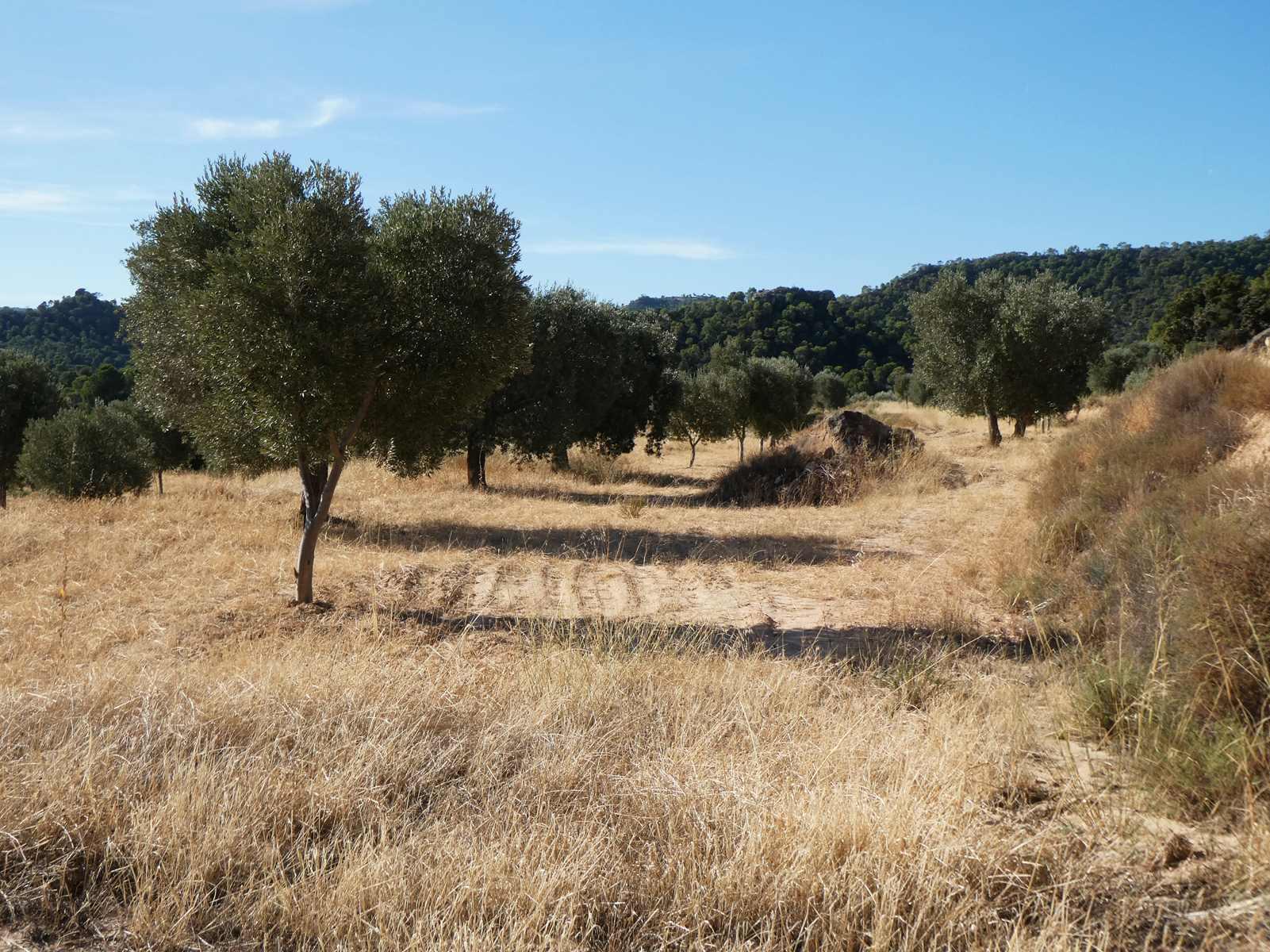 Finca en Venta en Maella
