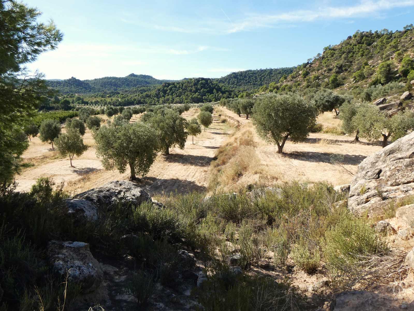 Finca en Venta en Maella