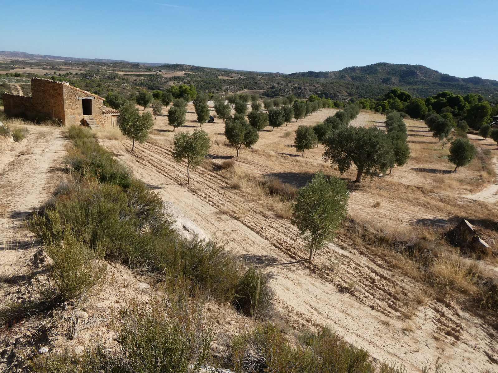Finca en Venta en Maella