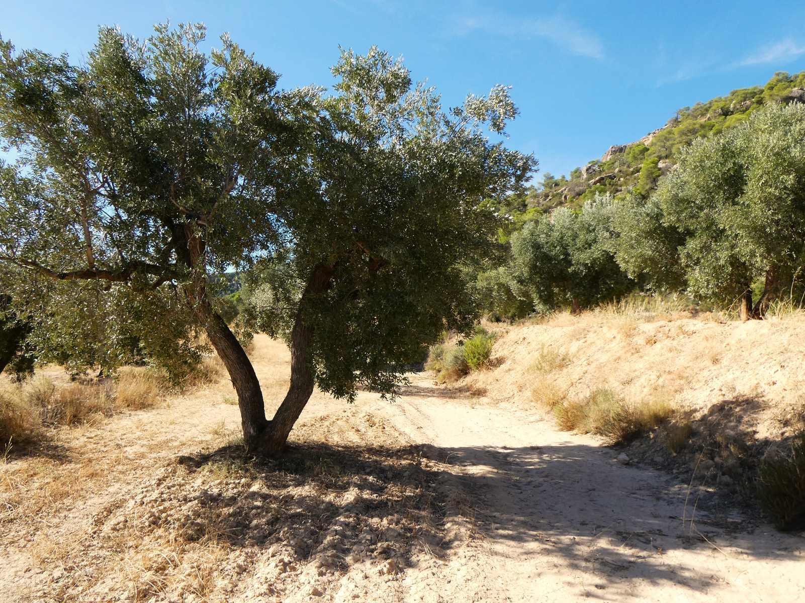 Finca en Venta en Maella