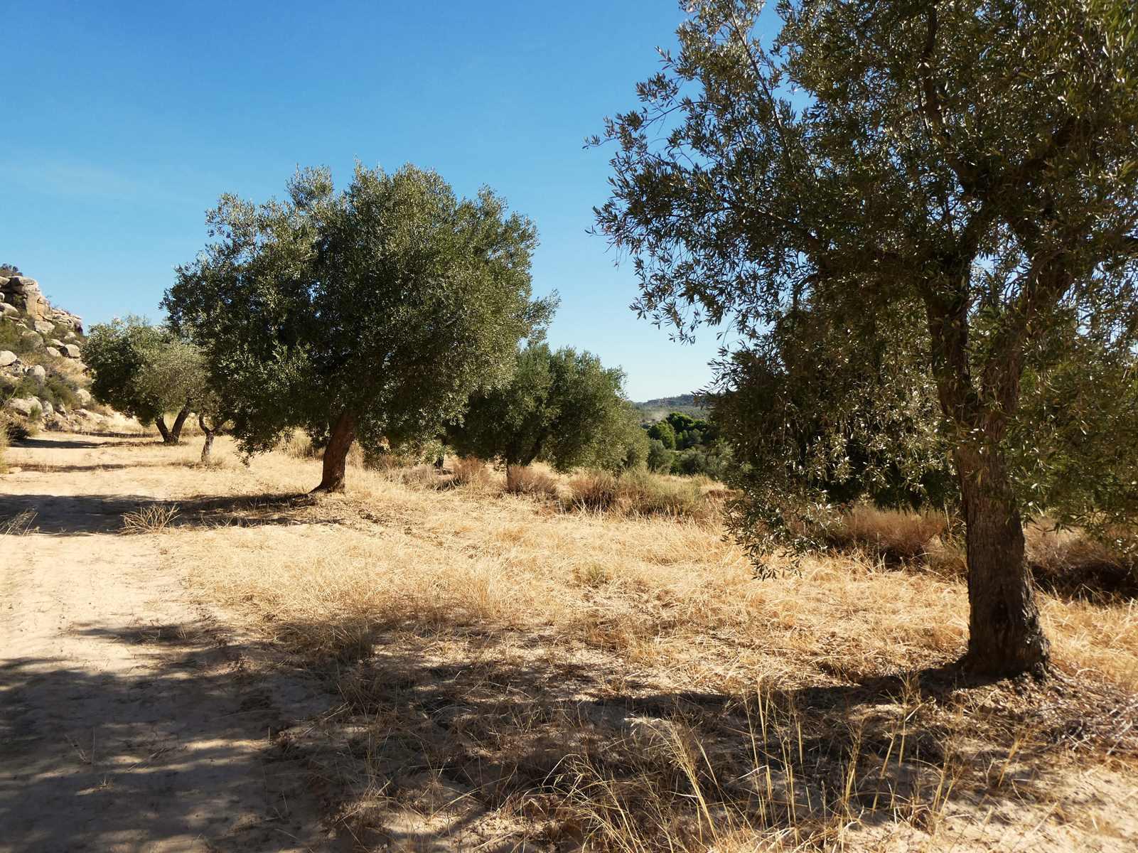 Finca en Venta en Maella
