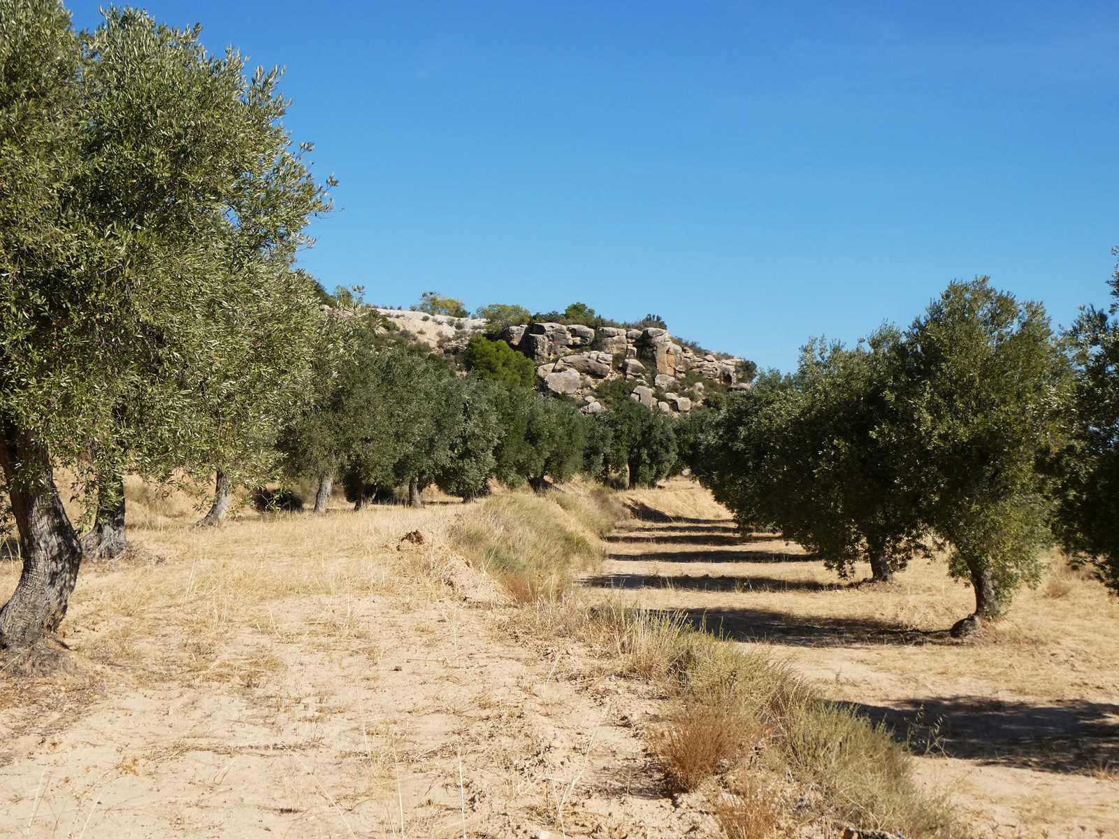 Finca en Venta en Maella