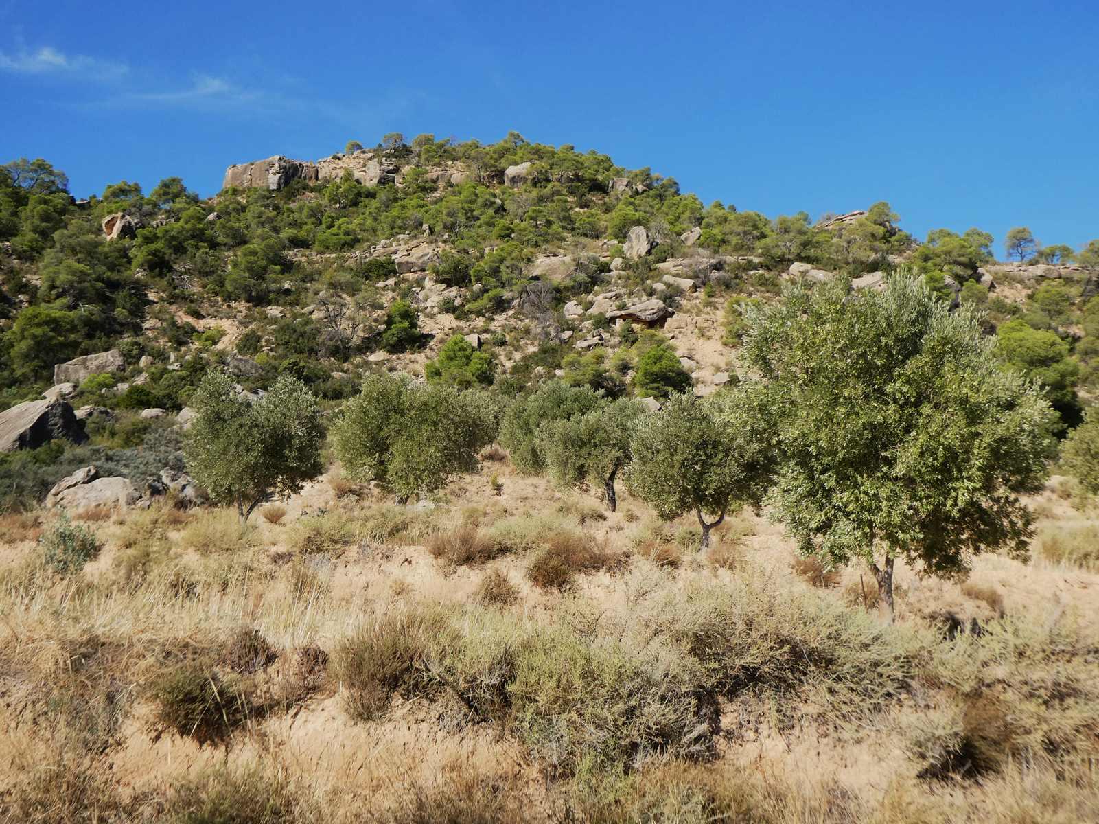 Finca en Venta en Maella